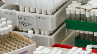 Im Labor leben die Fruchtfliegen in kleinen Glasgefäßen. (Bild: Michael Bernkopf/Vetmeduni Vienna)