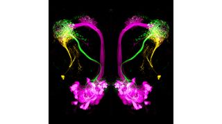 Die drei Hauptneuronentypen im lateralen Horn der Taufliege Drosophila melanogaster: Hemmende Projektionsneurone (grün) reagieren auf attraktive Düfte, übergeordnete Neurone des lateralen Horns (orange) reagieren auf abschreckende Düfte, erregende Projektionsneurone (magenta) übermitteln wahrscheinliche die Identität eines Geruchs. In der Studie wurden die ersten beiden Neuronentypen untersucht. (Bild: Antonia Strutz, MPI chem. Ökol.)