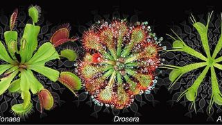 Forscher haben das Erbgut der fleischfressenden Pflanzen Venusfliegenfalle, Sonnentau und Wasserfalle (v.l.) entschlüsselt. (Bild: Dirk Becker und Sönke Scherzer / Universität Würzburg)