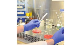 Laborversuch am Bremerhavener Institut für angewandte Molekularbiologie  (Hochschule Bremerhaven )