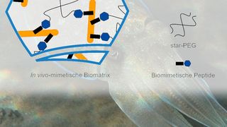 Schema der Denovo-Matrix-Biomatrixbeschichtungen: Die in-vivo-mimetische Biomatrix bildet sich durch nicht-kovalente Wechselwirkungen zwischen komplexen Zuckern (Glykosaminoglykanen) und Peptid-star-PEG-Polymer. (©paulpixel57 - stock.adobe.com/ TU Dresden)