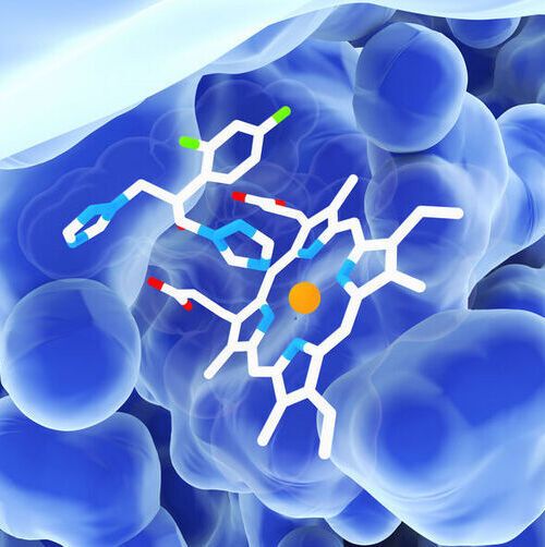 In their new study, the researchers turned their attention to the metal compounds which showed activity against fungal infections. In their new study, the researchers turned their attention to the metal compounds which showed activity against fungal infections.