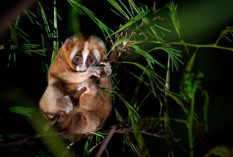 The Javan slow loris is an old species of primate, but has a rhythm of sleep similar to the more modern human rhythm. (Andrew Walmsley, Oxford Brookes University)