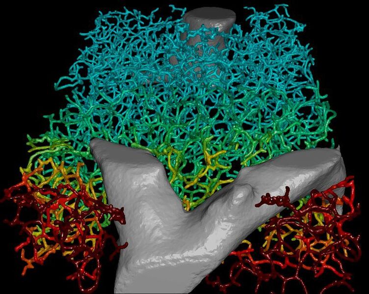 Dreidimensionales Modell des Gallennetzwerks, das den Transport der Galle innerhalb der Leber ermöglicht. Die Farben geben die Fließgeschwindigkeiten der Galle an (blau: langsam, rot: schnell). (© MPI f. molekulare Zellbiologie und Genetik)