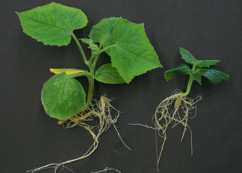 Das Foto zeigt, wie wichtig Brassinosteroide für die Entwicklung von Pflanzen sind: Ein Mangel des Pflanzenhormons (rechts) führt zu Wachstumsstörungen, hier bei Gurkenpflanzen. (Bild: Wilfried Rozhon / TUM)