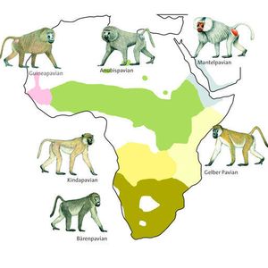 (Luzie Almenräder, Pavian-Zeichnungen: Stephen Nash)