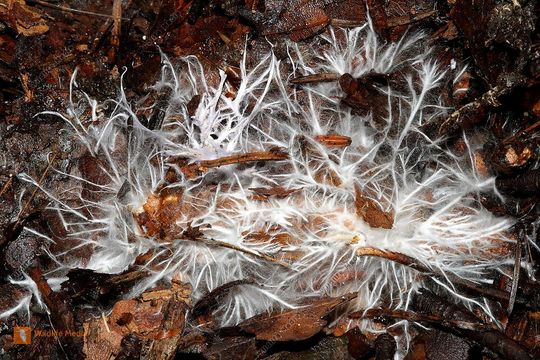 So sieht ein typisches Pilzmycel aus. Wer hätte gedacht, dass dieses „Gewächs“, ein verbindendes Element im Interieurbereich bei Automobilen mit Blick auf das Car Sharing sein kann? Das jedenfalls untersuchen die Experten der MPA der Universität Stuttgart.(Bild:  Fungizitus)