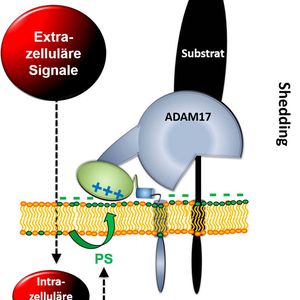 (Bild: Dr. Anselm Sommer)