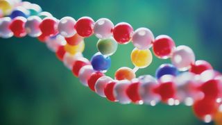 Beim Gendoping werden einzelne Gene in bestimmte Körperzellen eingebracht und produzieren dort leistungssteigernde Stoffe wie beispielsweise Erythropoetin (EPO).  (Bild: Tulane University)