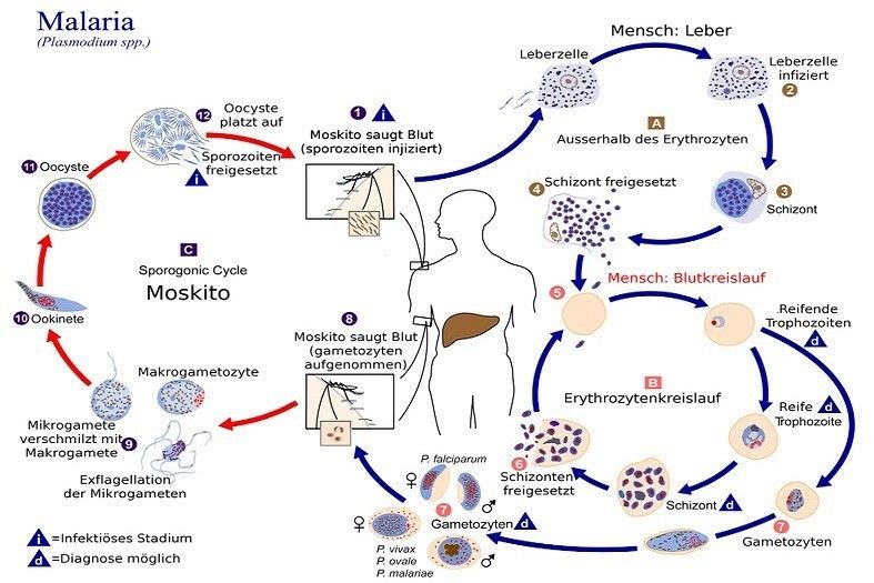 Der komplexe Lebenszyklus des Malaria-Erregers. Am Anfang und am Ende steht die Anopheles-Mücke. Im menschlichen Wirt beginnt die Vermehrung in der Leber. (Foto: commons.wikimedia.org/Magnus Manske (CC BY))
