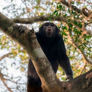 Die neuen Erkenntnisse werfen neues Licht auf die evolutionären Wurzeln der Kompositionalität von Sprache.(Bild:  Adrian Soldati)