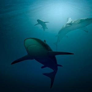 Die Haifische (bis 1.100 kg) In den an den Dschungel angrenzenden Meeren tummeln sich zahlreiche Haifische, die ihre Runden drehen und Ausschau nach Beute halten. Sie spielen vor allem im Finanzjargon eine große Rolle und gelten als Symbol für angriffslustige, hungrige Konkurrenten, die keine Gelegenheit auslassen, um rasch zuzuschlagen, oder ein Unternehmen feindlich zu übernehmen. Als Abwehrmaßnahme gegen eine derartige Übernahme hilft bisweilen ein sogenannter „shark repellent“, Bestimmungen in einer Unternehmenssatzung, die es schwieriger machen, die Akzeptanz eines feindlichen Übernahmeangebots erfolgreich zu gestalten.(Bild:  gemeinfrei © Piro4D /  Pixabay)