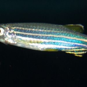 (Bild: Dr. Wolfram Schulze, Lehrstuhl für Tierphysiologie, Universität Bayreuth)