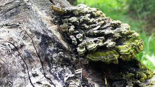 Trameten sind Pilze, die auf Totholz wie abgestorbenen Bäumen wachsen. Sie enthalten Enzyme, die Östrogen abbauen können. Für ihre Forschung benutzen die Bielefelder Studierenden allerdings eine synthetische Variante. (Bild: Uni Bielefeld)