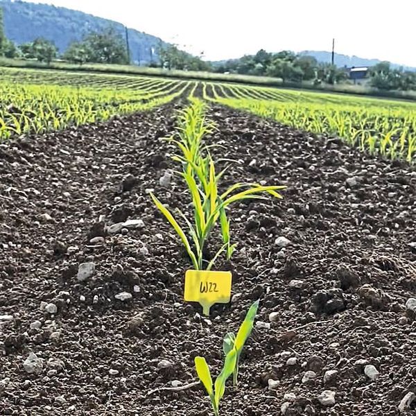 Keimlinge von Maispflanzen im Feldexperiment bei Liesberg. W22 bezeichnet die Pflanzen, die Benzoxazinoide gegen Arsenaufnahme produzieren. (Bild: Veronica Caggìa)