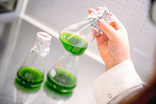In Algen schlummert ein großes Potenzial für die umweltfreundliche Energiegewinnung. In Algen schlummert ein großes Potenzial für die umweltfreundliche Energiegewinnung.