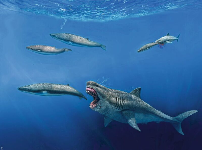 Wussten Sie, dass 
der Urzeit-Riesenhai Megalodon ein Magenvolumen von fast 10.000 Litern hatte? Das ist genug Platz für einen Mini Cooper. Diese Schätzung ist eines der Ergebnisse, welches Forscher anhand einer neuen 3D-Modellierung erhalten haben. Ein internationales Team mit Beteiligung der Universität Zürich hatte dafür den einzigartigen Fossilienfund einer 18 Millionen Jahre alten Megalodon-Wirbelsäule als Grundlage genommen, und zusammen mit dem Gebiss eines anderen Exemplars sowie 3D-Scans heutiger weißer Haie in ein vollständiges Computermodell eines lebenden Urzeithais umgerechnet. Das Ergebnis: Eine 16 m lange, über 61 t schwere Killermaschine. Diese brauchte den Forschern zufolge täglich über 98.000 Kilokalorien. Das entspricht gut 18 Kilo Nutella pro Tag. Statt von Nutella jagte der Superpredator u. a. Wale, die er bis zur Größe heutiger Killerwale wohl in einem Bissen verschlingen konnte. Das Fressen eines solchen 8-Meter-Wals erlaubte ihm dann laut der Modellrechnung, zwei Monate lang tausende von Kilometern ohne weitere Nahrungsaufnahme zu schwimmen.


Die spannende Geschichte hinter der Rekonstruktion eines Megalodons, basierend auf Zahnfunden und dem Wirbelsäulenfossil, zeigt dieses Video der Pimiento Research Group. Das Video gibt auch Einblicke in die vermtutete lebensweise des Superjägers sowie dessen biologische Funktion als „trophischer Regulator“ der prähistorischen Weltmeere:






 
Mehr zum Thema:  
 
Universität Zürich: Neues 3D-Modell zeigt: Megalodon konnte Beute in der Grösse ganzer Killerwale fressen (Bild: J. J. Giraldo)
