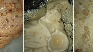 Optische Veränderungen der für Höchstleistungen getesteten Schmiermittel für Miniaturkugellager (von links: Aufschäumung, Wassereinlagerungen, Grundölaustritt).  (Bild: GRW)