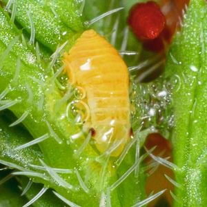 Nymphe einer Wiesenschaumzikade im Schaumnest(Bild:  Anna Markheiser/JKI)