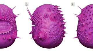 Die Rekonstruktionen zeigen das Fossil von Saccorhytus von vorne (a), links (b) und hinten (c). (Bild: Dinghua Yang)