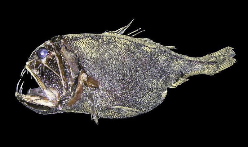 Lebewesen aus der atlantischen Tiefsee, die in einer Tiefe von 5000 Meter leben: Fangzahn (Anoplogaster cornuta) (Bild: M. Türkay) (Bild: M. Türkay)