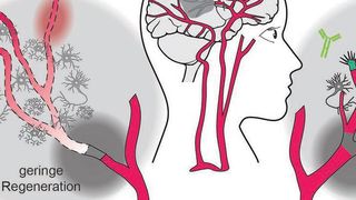 Das Signalmolekül Nogo-A hemmt die Regeneration von Blutgefäßen nach einem Hirnschlag (für mehr Details, bitte auf das Bild klcken). (Ruslan Rust)