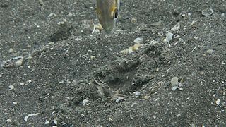 Ein Fisch greift den eingegrabenen Riesenborstenwurm an. (Universität Basel, Departement Biomedizin)