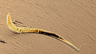 Die erste Zellteilung des Fadenwurms C. elegans wird durch ein PAR-Protein Muster reguliert. (imago images / Ardea / David Spears)