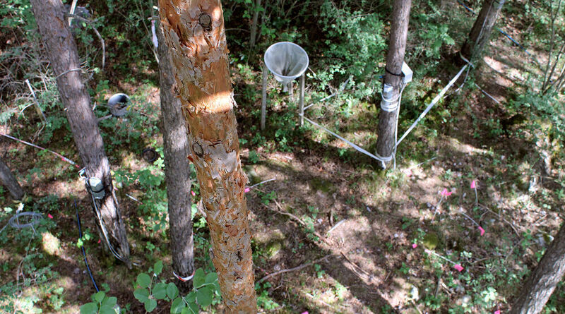 In the Pfyn Forest (canton of Valais), WSL scientists have been irrigating a number of forest plots since 2003. On some plots, the irrigation was stopped after 11 years. This long-term experiment provides perfect conditions for studying how trees adapt to dry and damp conditions. (Reinhard Lässig)