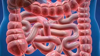 Damit unser Darm gesund bleibt, muss die Darmflora genau austariert sein. (©SciePro - stock.adobe.com)