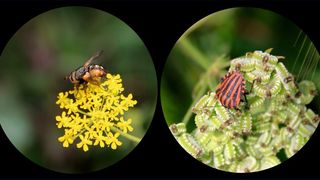 Insekten können bisher unbekannte Viren beherbergen. (© Sofia Paraskevopoulou/Charité )