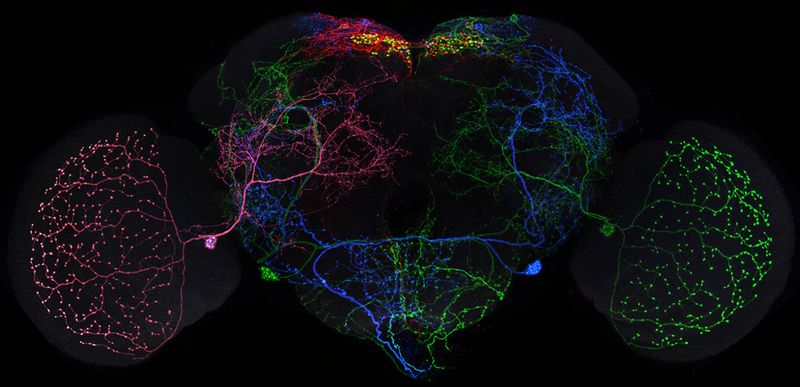 Atlas des Fruchtfliegen-Gehirns  Die neurowissenschaftliche Forschung ist gerade ein bisschen einfacher geworden, dank der Veröffentlichung von Zehntausenden von Bildern des Fruchtfliegengehirns, die vom Projektteam „Fly Light“ am amerikanischen Janelia Research Campus erstellt wurden.  Im Laufe von acht Jahren hat das Projektteam die Neuronen von mehr als 74.000 Fruchtfliegengehirnen aus über 5.000 verschiedenen genetisch veränderten Fliegenstämmen seziert, beschriftet und abgebildet. Jetzt werden diese Bilder frei zugänglich gemacht, sodass Wissenschaftler mithilfe der Datenbank leichter ihre Theorien zur Funktionsweise des Nervensystems testen können. Weitere Infos zum Projekt und wo die Bilddaten zu finden sind, gibt es in der Veröffentlichung in eLife  Das Bild zeigt Neuronen aus einem Fliegenhirn in verschiedenen Farben. Die individuelle Markierung dieser Neuronen ermöglicht es den Wissenschaftlern, ihre Form deutlich zu erkennen.    Hier gehts zur Originalmeldung Wissenschaftsbild des Tages vom 9.3.2023 (Geoffrey Meissner/FlyLight)