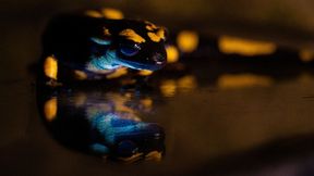 Feuersalamander (Salamandra salamandra) dessen Unterseite ein biofluoreszierendes Leuchten aufweist. (Bild: © Bernat Burriel-Carranza, Museu de Ciències Naturals de Barcelona, Spanien)