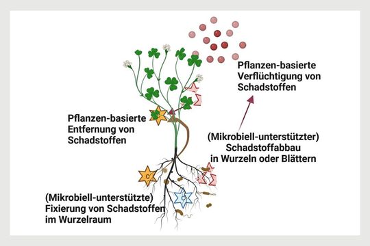 Verschiedene Formen der Phytosanierung (Bild:  Marie Muehe / UFZ)