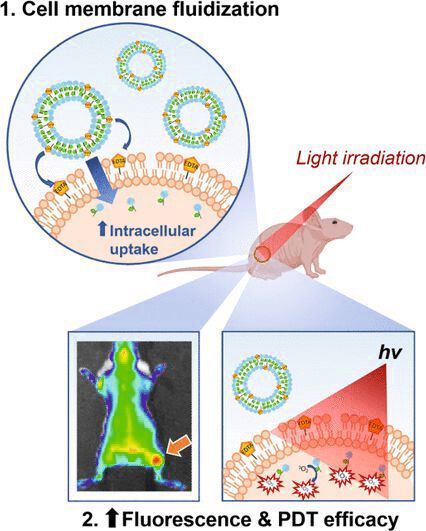 Mit der Substanz EDTA machten Forscher aus Kanada die Zellmembran durchlässiger für Krebswirkstoffe in Lipid-Nanopartikeln(Bild:  Wiley-VCH, Angewandte Chemie, https://doi.org/10.1002/ange.202218218)