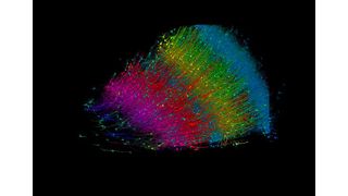 Six layers of excitatory neurons color-coded by depth. (Source: Google Research and Lichtman Lab)