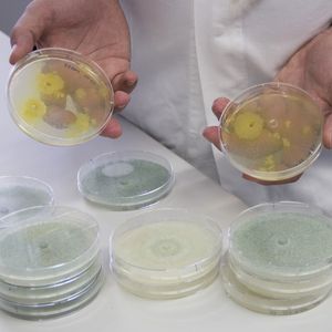 Abb. 2: Eine breite Palette von Schimmelpilz-Stämmen wird an der TU Wien verwendet.