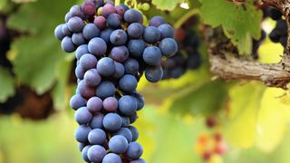 Bel lediglich 1,3 Prozent aller untersuchten Trauben wurden in 2013 und 2014 die gesetzlich vorgeschriebenen Höchstgehalte für Pflanzenschutzmittelrückstände überschritten. (Fotolia.com/Andrew  Hagen)