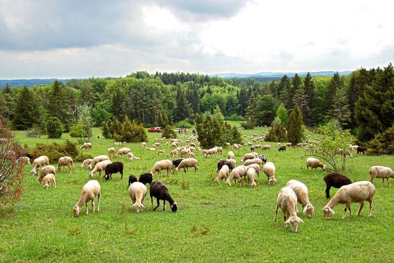 Der Insektenrückgang betrifft sowohl extensiv bewirtschaftete Flaechen, wie diese Schafweiden, als auch intensiv bewirtschaftetes Grünland. (Jörg Hailer, Universität Ulm)