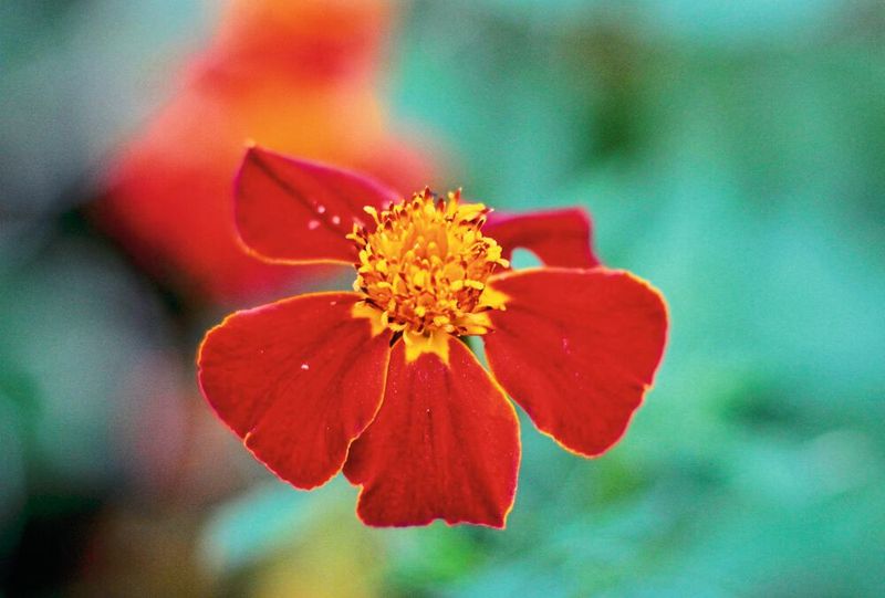 Die Verbindung Methyldihydroxybenzoat (HE9) wurde aus der Studentenblume Tagetes patula isoliert