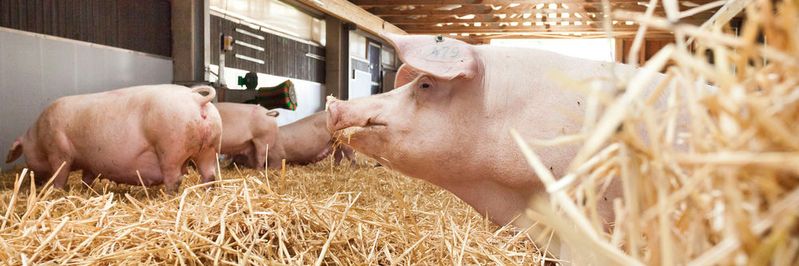 Eine denkbare Anwendung von Deep Learning wäre, im Rahmen eines Tierwohlmonitorings das Tierverhalten zu überwachen, um Stress frühzeitig zu erkennen.(Bild:  Sacha Dauphin)