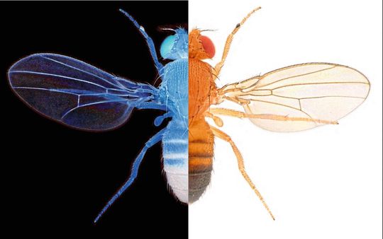 Dopamin hilft Tieren wie der Fliege Drosophila melanogaster, „gut“ und „schlecht“ (symbolisiert durch schwarz und weiß) in ihre Entscheidungen einzuordnen. Dopamin hilft Tieren wie der Fliege Drosophila melanogaster, „gut“ und „schlecht“ (symbolisiert durch schwarz und weiß) in ihre Entscheidungen einzuordnen.
