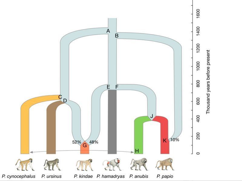Die Stammesgeschichte der Paviane. Kindapaviane (Papio kindae) entstanden sehr wahrscheinlich durch Verschmelzung von zwei ursprünglichen Pavianlinien. Beim Guineapavian (Papio papio) fand man genetische Merkmale, die auf Genfluss von einer ausgestorbenen Pavianlinie, einer so genannten „ghost line“, hinweisen. Artbildungs- und Hybridisierungsereignisse sind mit den Buchstaben A bis K im Stammbaum gekennzeichnet. (Rogers et al., Sci. Adv. 2019;5: eaau6947)