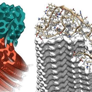 ((c) Forschungszentrum Jülich / HHU Düsseldorf / Gunnar Schröder)