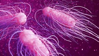 Salmonellen gehören zu den bekanntesten Lebensmittelkontaminanten (Symbolbild). (Bild: sveta - stock.adobe.com)