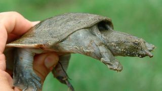In ihrer Vielfalt bedroht: Chinesische Weichschildkröten (Pelodiscus spp.)  (Markus Auer/Senckenberg)