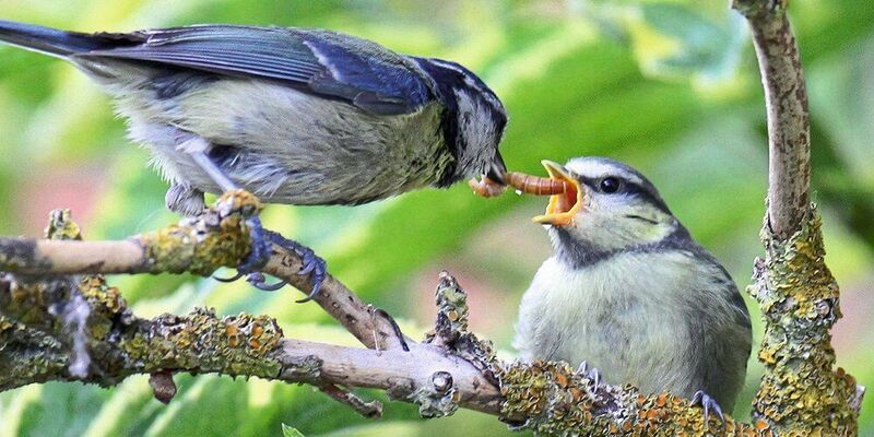 Blaumeisen-Jungvogel (Cyanistes caeruleus) frisst Käferlarve, die ihm von erwachsener Blaumeise gebracht wurde, Shrewsbury, UK (© Maurice Baker)