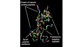 The researchers tested a specific class of these PLPs, called Hydracs (Hybrid Degrading Copolymers), on two particularly problematic proteins: MYC and KRAS.  (Source: Nathan Gianneschi/Northwestern University)