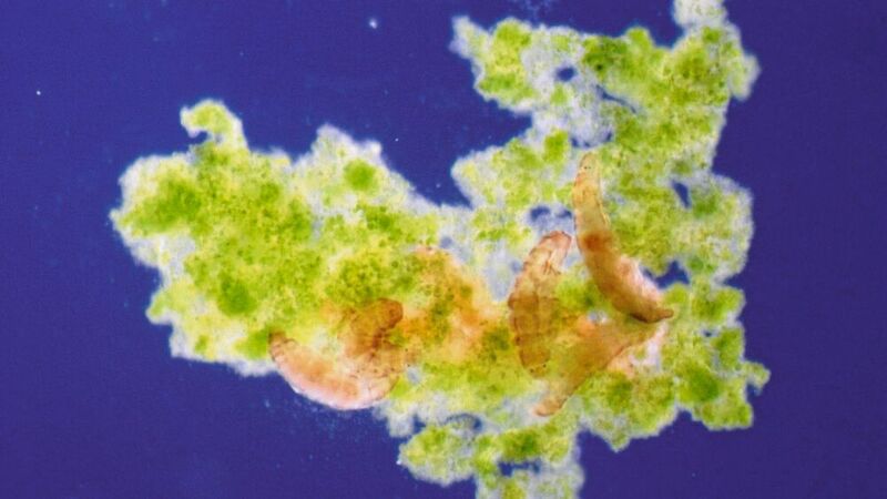 „Raubtier“-Fütterung im Mikrokosmos: Lebend-Aufnahmen, die unter dem Mikroskop entstehen, helfen Schill und seinen Kollegen die (In-)Aktivität der Bärtierchen zu untersuchen.