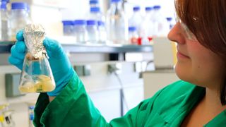 Eine Chemikerin des HZDR bereitet Pilze für die Untersuchungen vor. Nach den Laborversuchen wollen die Forscher das Potential auch im freien Feld testen. (Ausschnitt) (HZDR)